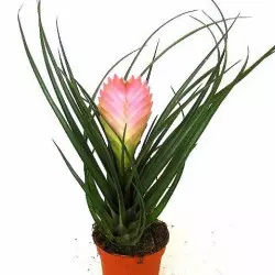 Oplątwa (Tillandsia cynea), fot. www.szwedzio.pl