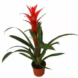 Guzmania języczkowata odmiana Ostara (Guzmania lingulata), fot. www.szwedzio.pl