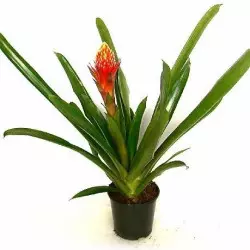  Guzmania języczkowata odmiana Torch (Guzmania lingulata), www.szwedzio.pl