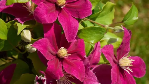 Powojnik (Clematis) na balkonie | Jak go uprawiać, by długo kwitł?