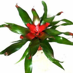 Neoregelia (Neoregelia), fot. www.szwedzio.pl