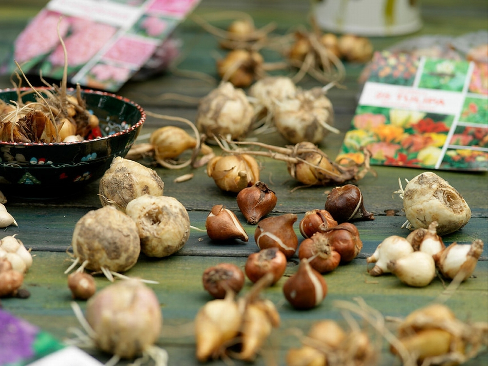 Jakie kwiaty sadzi się jesienią? Nie tylko tulipany. Te cebulki zachwycą Cię wiosną