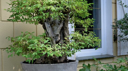 Ogród wśród 400 drzewek bonsai | Reportaż ogrodowy