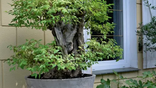 Ogród wśród 400 drzewek bonsai | Reportaż ogrodowy