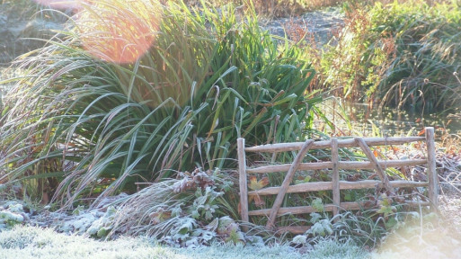 Zimowanie traw ozdobnych | Jak ochronić je przed mrozem?