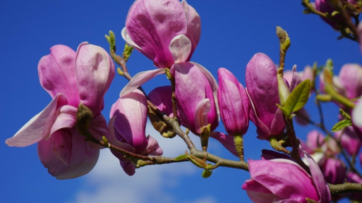 Jak pielęgnować magnolie, by pięknie i długo kwitły?