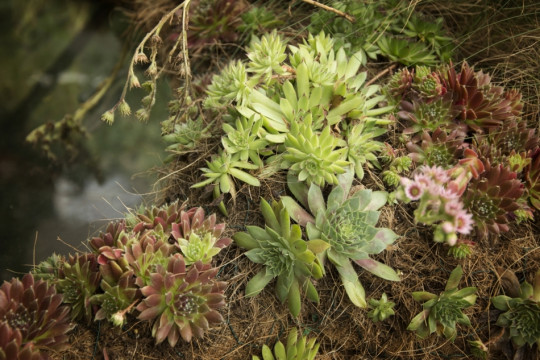 Rojniki (Sempervivum x hybridum) ‘Othello’ i ‘Rubin’