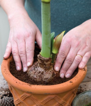 hippeastrum w doniczce