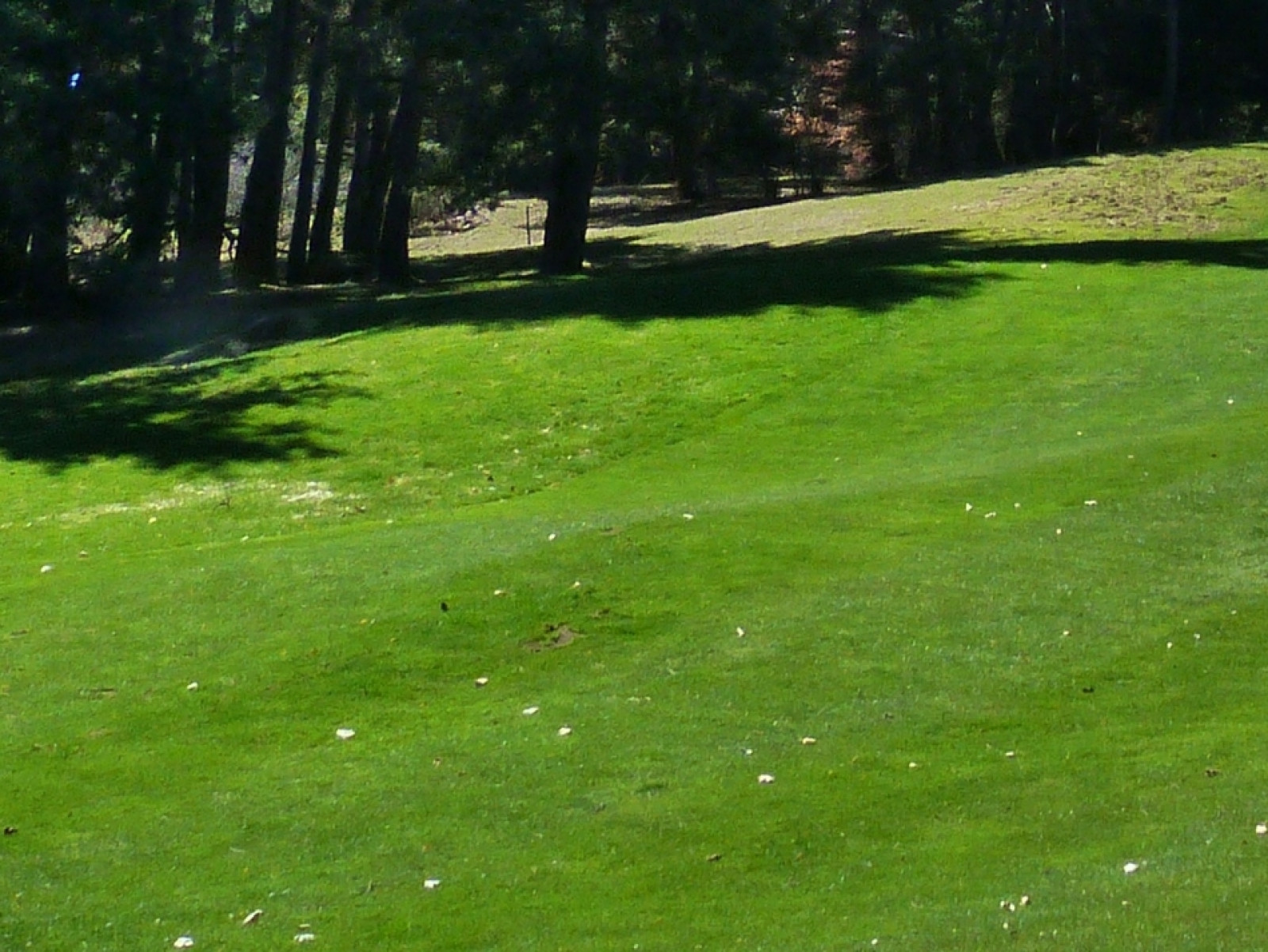 Trawnik na pochyłym terenie – kiedy i jak przygotować glebę i wysiać trawę?