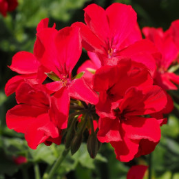 czerwona pelargonia fot. Hans Braxmeier - Pixabay.com