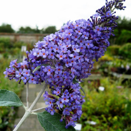 niebieska buddleja fot. Ptelea CC BY-SA 3.0 Wikimedia Commons