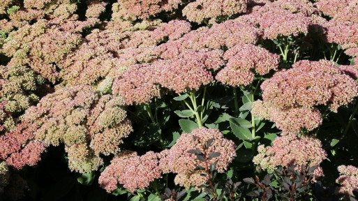 Rozchodnik ogrodowy 'Herbstfreude'