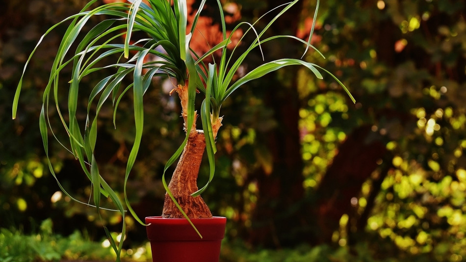 monkey leaf monstera care Monstera adansonii Philodendron Monkey Mask Easy Care Hydro | Hortology