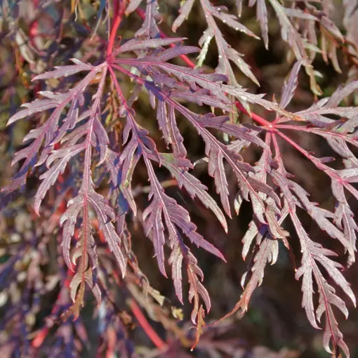 Klon palmowy 'Dissectum'