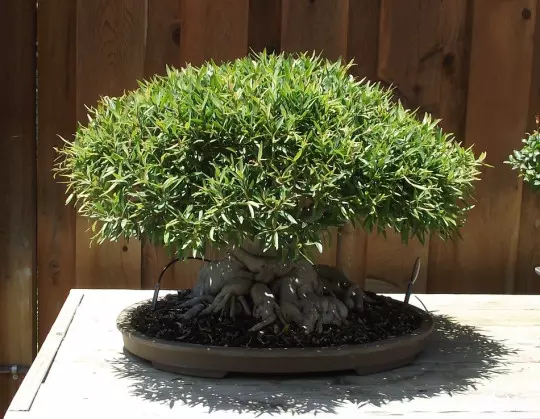 Ficus neriifolia bonsai fot. Tortie tude CC0 Wikimedia Commons