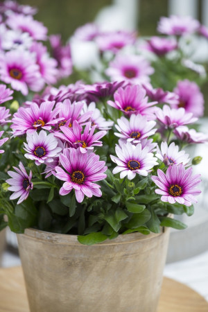 Osteospermum w doniczce