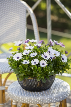 Osteospermum w doniczce