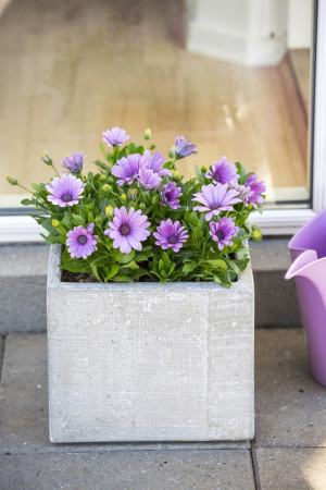 Osteospermum w doniczce