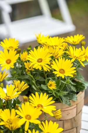 Osteospermum w doniczce