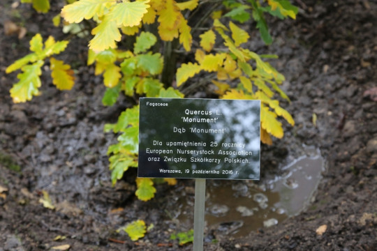 Dąb Quercus Monument