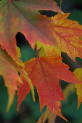 klon czerwony Acer rubrum Scanlon fot. Monika Szczepaniak APZ