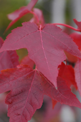 klon czerwony Acer rubrum Scanlon fot. Monika Szczepaniak APZ