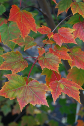 klon czerwony Acer rubrum Scanlon fot. Monika Szczepaniak APZ