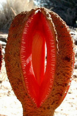 Hydnora africana fot. Lytton John Musselman CC BY-SA 3.0 Wkimedia Commons