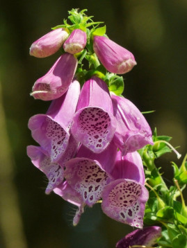 naparstnica purpurowa w angielskim ogrodzie fot. JaStra - Pixabay.com