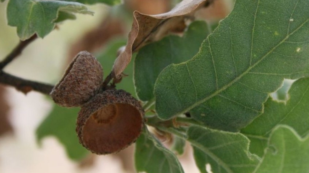 Dąb omszony Quercus pubescens