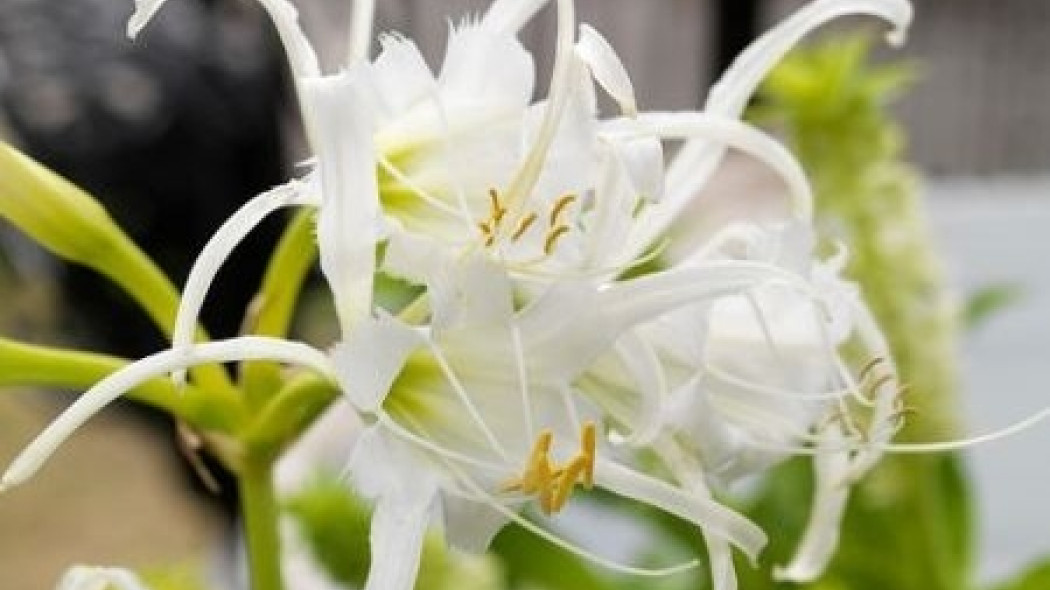 Blonczatka Hymenocallis, fot. iBulb