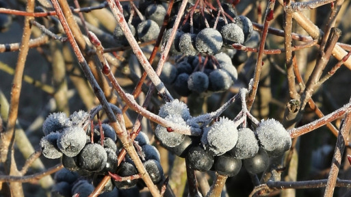 Aronia czarna 'Hugin'