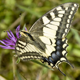 Paź królowej (Papilio machaon) jest rzadkim motylem, choć jeszcze kilkadziesiąt lat temu występował powszechnie. Motyle pojawiają się od czerwca do sierpnia. Gąsienice pojawiają się od maja do czerwca oraz od sierpnia do września. Rośliny żywicielskie gąsienic motyla: marchew ogrodowa, koper, biedrzeniec, kminek, pietruszka i dzikie rośliny baldaszkowate - np. dzika marchew, fot. www.sxc.hu