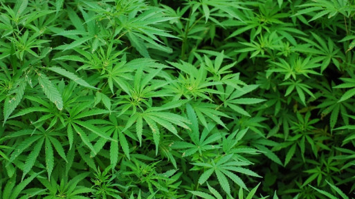 Konopie to nie tylko tylko marihuana! Zastosowanie konopii w przemyśle