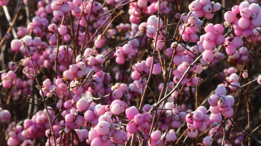 Śnieguliczka Doorenbosa 'Magic Berry'