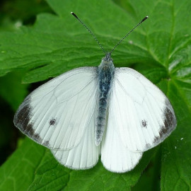 Bielinek kapustnik (Pieris brassicae) jest bardzo pospolitym motylem, co nie oznacza, że nie jest piękny. Motyle pojawiają się od połowy kwietnia do połowy czerwca oraz od połowy lipca do końca sierpnia. Gąsienice pojawiają się od czerwca do lipca oraz od sierpnia do października. Rośliny żywicielskie gąsienic motyla: kapusta, gorczyca polna, rzodkiew świrzepa i inne rośliny krzyżowe, fot. www.sxc.hu