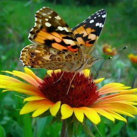 Rusałka osetnik (Vanessa cardui) jest bardzo podobna do rusałki pokrzywnika (Aglaris urticae). Motyle pojawiają się od maja do września. Zwykle występują dwa pokolenia, ale pokrywają się z motylami przylatującymi z północy Europy. Gąsienice pojawiają się od czerwca do lipca (I pok.) oraz od sierpnia do września (II pok.). Rośliny żywicielskie gąsienic motyla: oset, łopian, pokrzywa, podbiał, fot. www.sxc.hu