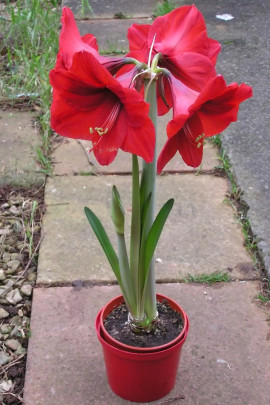 hippeastrum fot. Arpingstone - Public Domain - Wikimedia commons