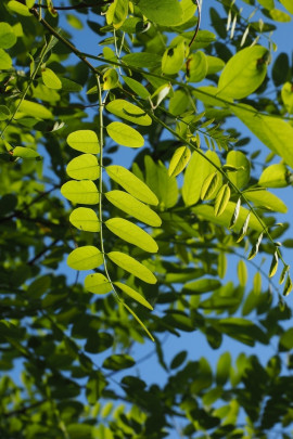 robinia liść fot. Hans Braxmeier - Pixabay.com