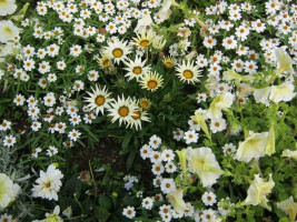 gazania i petunia w gruncie fot. Gaby Stein - Pixabay.com