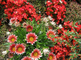 gazania i begonia w gruncie fot. Gaby Stein - Pixabay.com