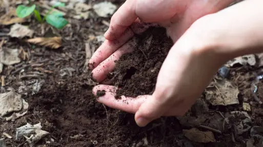 Nawozy organiczne – jak i kiedy je stosować?