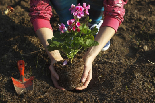 sadzenie pelargonii do gruntu fot. beornbjorn - Fotolia.com