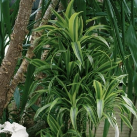 Dracena wonna (Dracaena fragrans) posiadają kwiaty o miłym zapachu. Nie należy jej przesuszać i powinna stać w półcieniu lub słońcu. Ważne jest również by nie stawiać rośliny w zbyt ciemnym pomieszczeniu, ponieważ liście mogą szybko stracić kolor. Liście są ciemnozielone z jasnymi obrzeżeniami – przyciągają uwagę i są wspaniałą ozdobą, fot. Biuro Kwiatowe Holandia