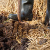 Organiczne nawożenie róż – jak i czym naturalnie zasilać krzewy, by kwitły obficie?