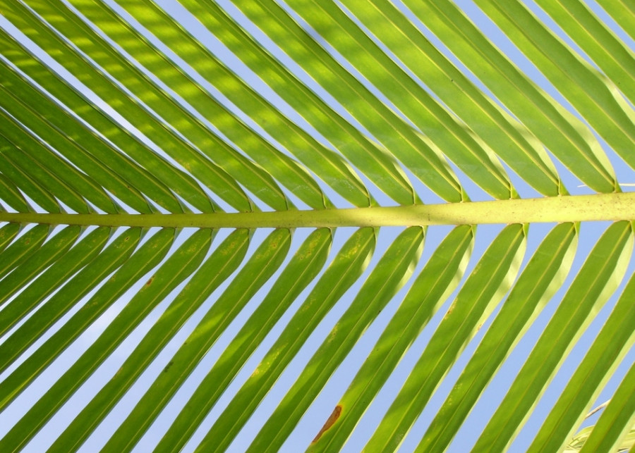 Zielone filtry: rośliny doniczkowe oczyszczające powietrze, fot. Roberto Justo Kabana - Pixabay