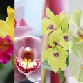 Najpopularniejsze gatunki storczyków: Katleja, Cymbidium, Dendrobium i Falenopsis