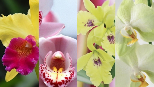 Najpopularniejsze gatunki storczyków: Katleja, Cymbidium, Dendrobium i Falenopsis