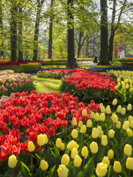 ogród tulipanów fot. Keukenhof