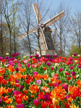 holenderski ogród fot. Keukenhof